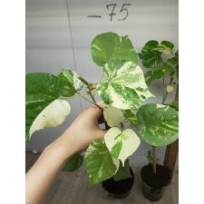 Hibiscus tiliaceus variegated Tricolor