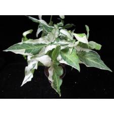 Сингониум сп. T03 компактный / Syngonium sp.(T03) compacta