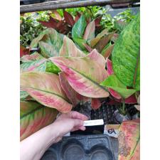 Aglaonema Maha Heng 64-65