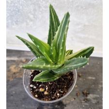 Алое вера варегатная / aloe sp vera variegated 14,05,26