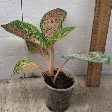 Аглаонема 10 Карат зелено-черный. / Aglaonema 10 Karat - green black (S) pot