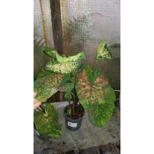 Caladium pot
