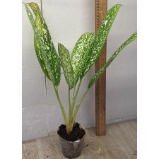 Аглаонема Пет ра Ча. / Aglaonema Pet ra cha A-120