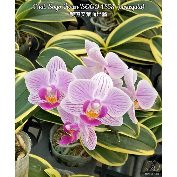 Phal. Sogo Vivien 'SOGO F858' (variegata)