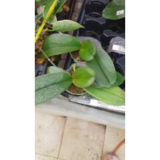 Phal. Miki Black Marble '469' 2.5" B23