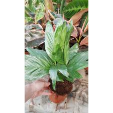 Chamaedorea Metallica 14 cm pot