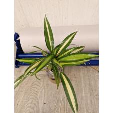 Chlorophytum sp. ‘Charlotte 20