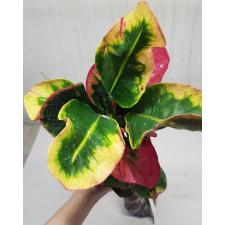 Codiaeum Siam Red 100