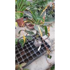 Codiaeum Erawan Waterfall 93 уценка 2200р