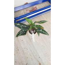 Aglaonema pumilum (Southern Thailand уценка 2800р