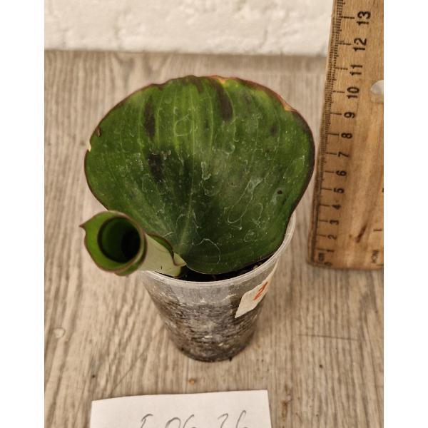 Kaempferia sp. Round Leaf