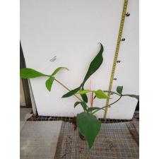 Philodendron sp (T49 pot