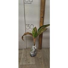 Aglaonema Aradin A-16 уценка