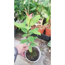 Ficus sp.(T33) Nakorn Pathom Thailand