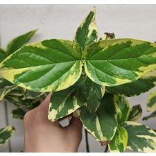 Нектантес арбор-тристис варегатный / Nyctanthes arbor-tristis variegata 220-219