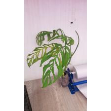 Monstera epipremnoides ‘Esqueleto’ 224 in 2400p