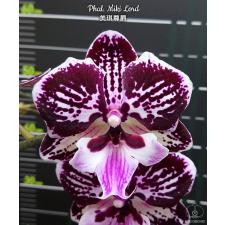 Phal. Miki Lord 2.5" B17 June