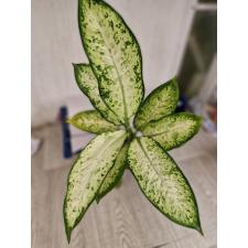 Dieffenbachia sp Hong Hern 900p