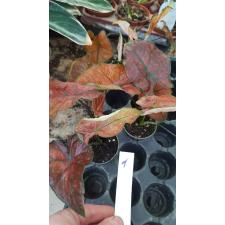 Caladium sp 1