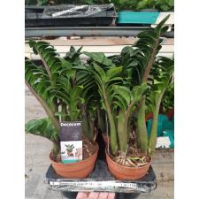 Zamioculcas Zenzi 4+ 12 см