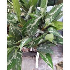 Aglaonema pumilum (Southern Thailand уценка 2800р
