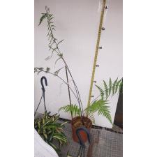 fern sp 02