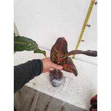 Codiaeum Sawitri 281 янв