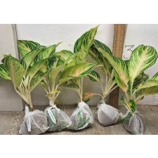 Аглаонема Панама розово-персиковая. / Aglaonema Panama - Pink peach A-95