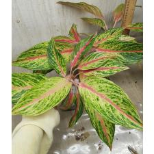Aglaonema Kwak Nam Chok A-118 