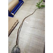 Dimocarpus longan 'Edor' (grafted)(fruit tree) 140 по 3200р