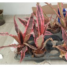 Cryptanthus fosterianus cv. Elaine 230 июнь