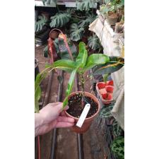 Codiaeum Erawan Waterfall (M) 167