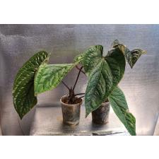 Anthurium Siri (radicans x dressleri) 