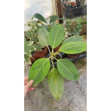 Ficus benghalensis 'Bengal Tiger' pot