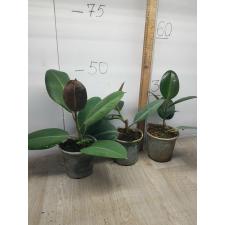 ficus elastica robusta M