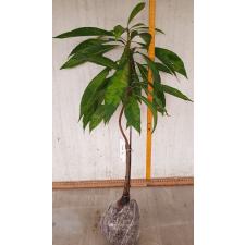 Pouteria campechiana (Mexico)(yellow variegated)(grafted) 266