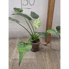 alocasia cucullata variegated pot 2200p