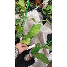 Hoya vitellinoides (big leaf) 853