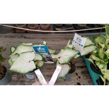 Caladium 1B