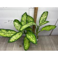 Dieffenbachia Hong Hern