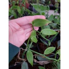 Vanilla planifolia зеленая