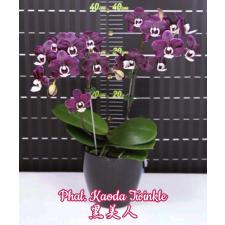 Phal. Kaoda Twinkle 2.5 B26 octob