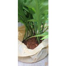 Microsorum sp. Africa