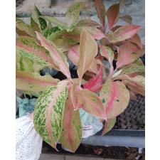 Aglaonema P-28 BarameeRung