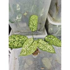 Aglaonema sp Pet ra cha стакан Д 900р