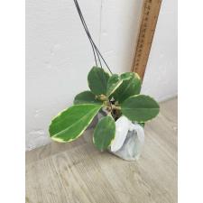 Hoya pachyclada albomarginata