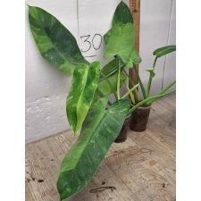 Филодендрон Джозе Бруно / Philodendron Jose bruno 