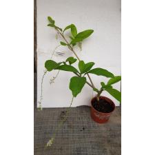 Citharexylum spinosum 8 см pot