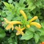 Tecoma capensis (yellow)