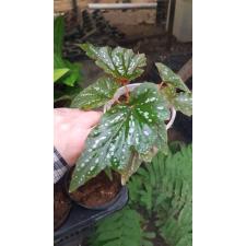 Begonia aconitifolia 10 cm pot